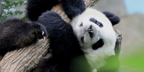 每天坐在办公室连续8小时，低头打电脑，偶而还得加班加到深夜。等你终于关掉笔电，抬起头有没有被自己的双下巴、眼袋以及下垂的脸颊吓一大跳呢?今天就让本篇带你一起远离办公室老化三件套变回气质女神!