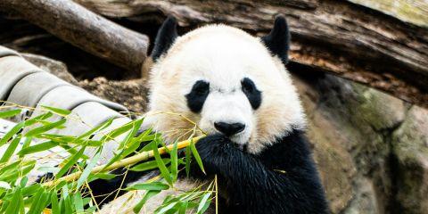 眼周暗沉、黑眼圈不散，真的让人心烦又着急。看到网路上的那些配方你试过了几个呢?为了让你不在白忙一场，本篇文章将帮你拆解偏方的真伪，快一起来看看吧。