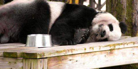现代人的人作息不定，不管是因为熬夜还是饮食不正常，都很有可能在脸上出现大大的黑眼圈。但你知道吗？其实黑眼圈不一定是因为睡眠不足而导致，过敏其实也会造成黑眼圈！就让我们更进一步的来了解一下吧！