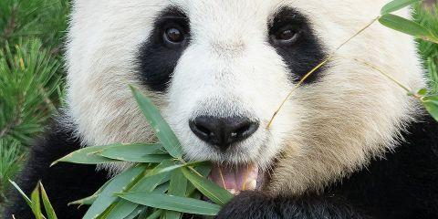 虽然过敏性黑眼圈不像熬夜型那么容易改善，但只要在日常饮食中多补充一些对眼周循环与肤色有帮助的营养素，还是可以默默改善暗沉的。现在就让本篇文章跟你分享那些营养素可以帮助到你。