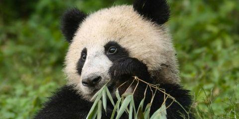 工作忙到没时间保养?那让我们一起从「吃」来改善黑眼圈吧!今天本篇来教你几道简单又养颜的小食谱，让你在忙碌生活中也能轻松吃出亮眼好气色。