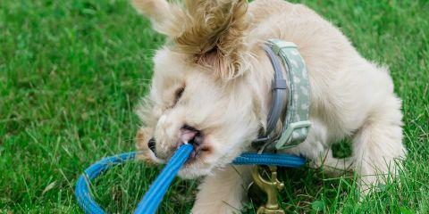 明明就让痘痘消下去了，怎么没几天又悄悄浮现?反覆发作的痘痘是不是快消磨完你的耐心了呢?现在就快跟着本文一起来了解一下痘痘到底是怎么来的吧!