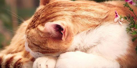 对爱美的你来说，为了拥有光滑的肌肤，或许连一根小毛发都不放过。但你知道吗?其实毛发在我们身体中也有其生理功能。今天就让本篇文章带你了解为什么人类会长毛吧。