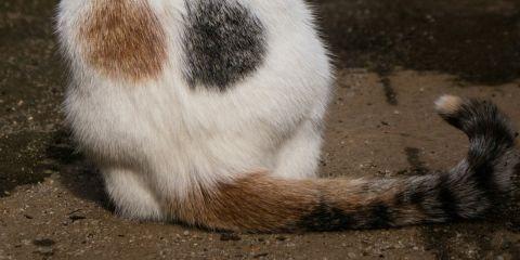 屁股有毛到底是好还是坏呢?如果想除掉肛毛，是不是可以自己用除毛刀处理呢?今天就让本篇文章来告诉你为什么肛毛不适合自己处理，以及该如何正确处理肛毛。