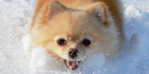 最近是不是总觉得头皮痒痒的，轻轻一抓还会掉下许多白屑?是头没有洗干净吗?其实不一定喔!今天就让本篇文章来带你认识头皮屑怎么形成的吧。