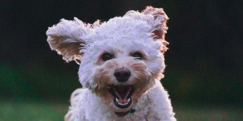 妳知道吗？除了头发与私密部位外，其实我们全身上下几乎都有毛发分布，甚至连看似光滑的肌肤也藏着细致的绒毛。今天就跟着本篇文章来一起了解毛发的秘密吧。