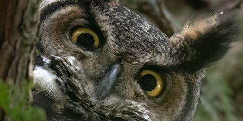 皮肤为人体最大的器官，也是人体对外的第一道防线，一般成人皮肤表面的面积约为1.6 平方公尺，总重量约人体的 16%，健康的皮肤可以反映出身体状况，更能有效阻挡外来的有害物质及伤害。