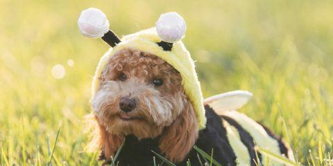 每次化妆都得细心遮斑，真的好累?想要轻松解决斑点问题，不妨了解一下脉冲光这个医美雷射!今天就让本篇文章来带你认识什么是脉冲光，帮你找回无暇肌肤。