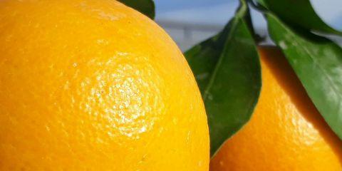 橘皮问题可不是肥胖的专利!你是不是也以为瘦下来，橘皮就会自然消失?那就错了!今天本篇文章就要来破除橘皮的迷思，帮你找回平滑的肌肤。