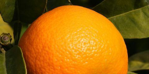 找遍各大网页相信大家都有发现，大多数有橘皮困扰的患者都是女生，那是为什么呢？虽然说人人都有长橘皮的可能，但女性出现橘皮困扰的机率为80-90%，而男生却只有10％的机率。不过这一切都跟命运无关，男女身体构造大不同，就让本篇文章来为你解释吧！