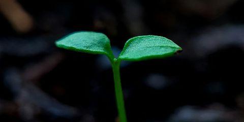 突然摸到脖子上冒出一颗小突起，不痛不痒却有点碍眼，让你反覆确认到底是长什么都东西吗?别担心，这个是「肉芽」，大多是良性的，对健康没有太大影响。今天就让本篇文章介绍什么是肉芽吧。