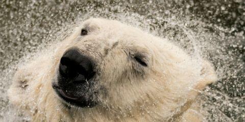 夏天游泳戏水时，耳朵进水很常见，但你还在用棉花棒试着吸水吗?但使用棉花棒掏耳朵反而会刺激耳道甚至导致感染。今天本篇文章就来教你如何正确的排水方法，减少游泳耳的发生吧。