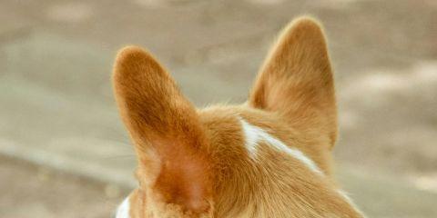 你有没有遇过耳朵突然痒的受不了，忍不住拿着棉花棒猛掏?但你知道为什么耳朵会突然发痒吗?别担心，这绝对不是有人在偷讲你坏话~今天就让本篇文章带你了解一下耳朵痒的原因吧。