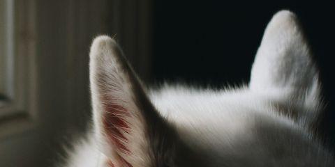 一觉得耳朵开始发痒，就急着要清耳垢吗?其实耳朵痒不一定是耳朵的原因!引起耳朵痒的原因有很多，耳垢堆积只是其中一种。今天就让本篇文章来教你如何自我检测，分辨到底是耳垢过多还是耳道感染吧。