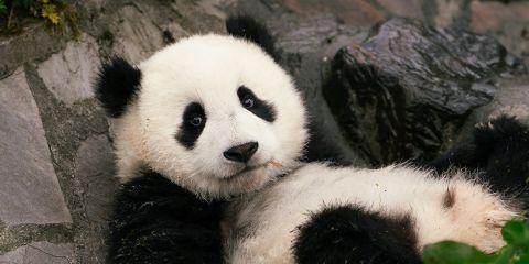 天生容易鼻塞、眼痒的你来说,眼周总是暗沉让人好沮丧,难道就只能这样无奈接受了吗?当然不是!现在就让本文来解答你心中的疑问吧。