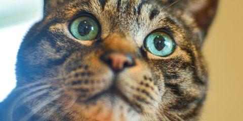 你一定听过医美疗程中的「肉毒杆菌」吧?可以除皱、瘦脸、拉皮,让你看起来年轻又精神。但是你知道肉毒杆菌的作用原理吗?现在就让本篇文章来为你介绍一下吧。