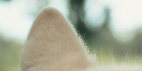 耳朵痒到受不了,忍不住想拿棉花棒清一清吗?小心越清越伤耳,反而让痒感更重!今天就让本篇文章来教你正确的清洁耳道方式,帮助你舒缓耳朵痒问题。