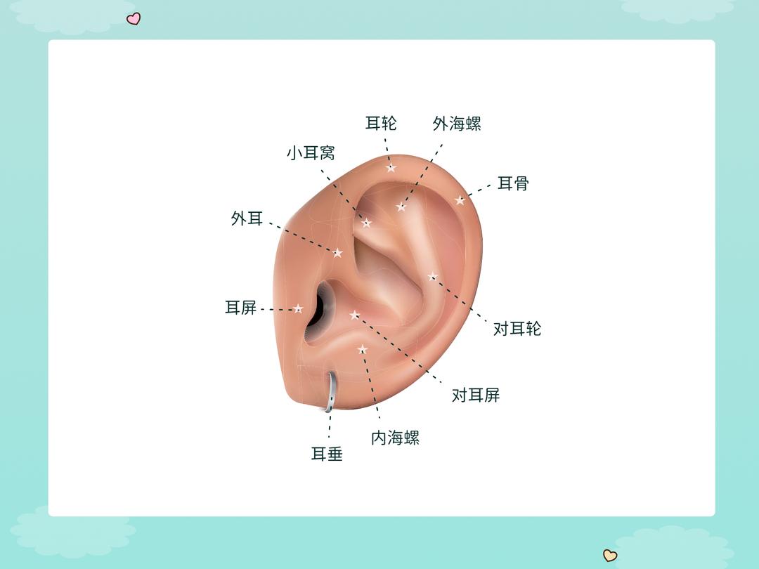耳洞位置