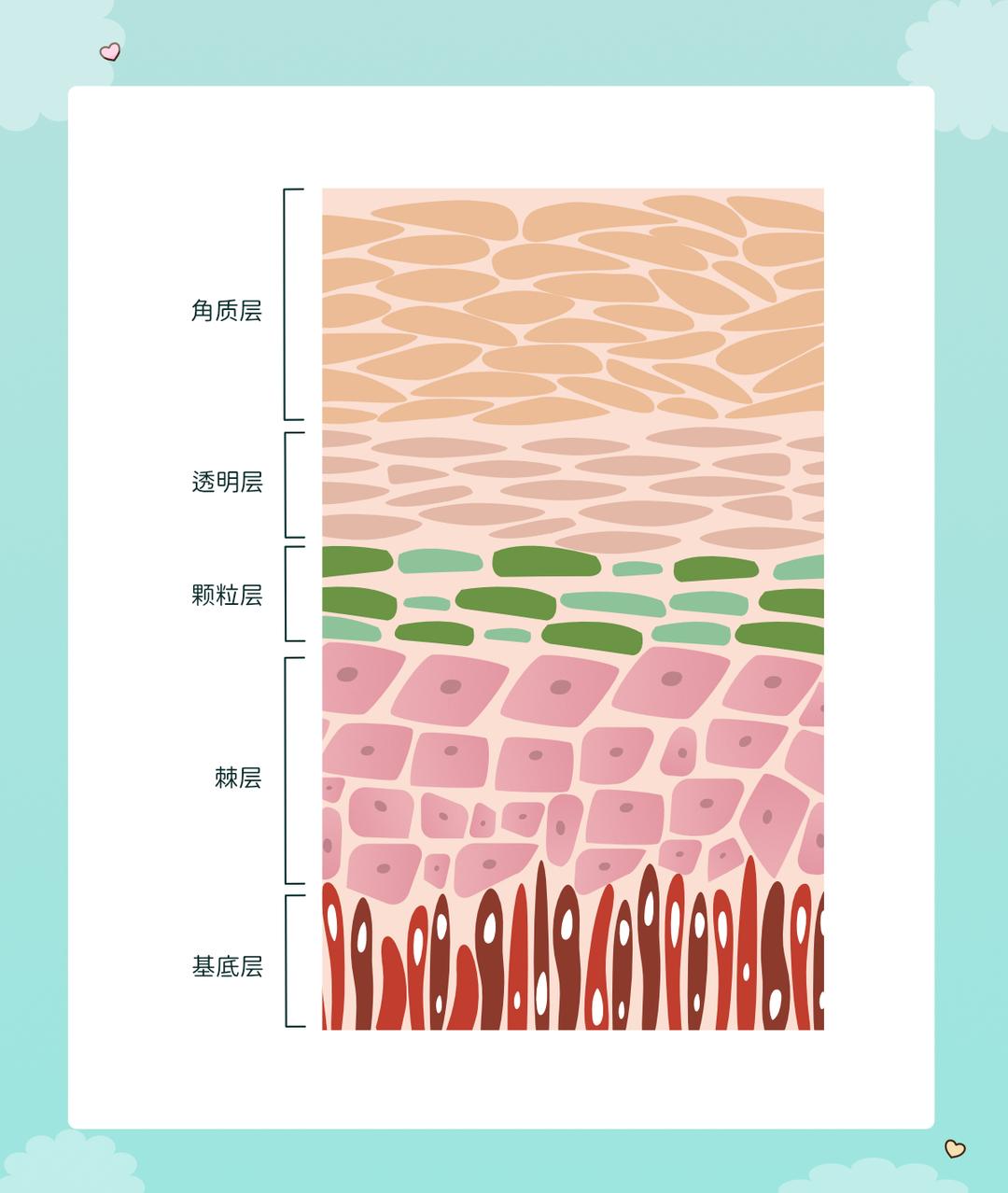 表皮层介绍(epidermis)