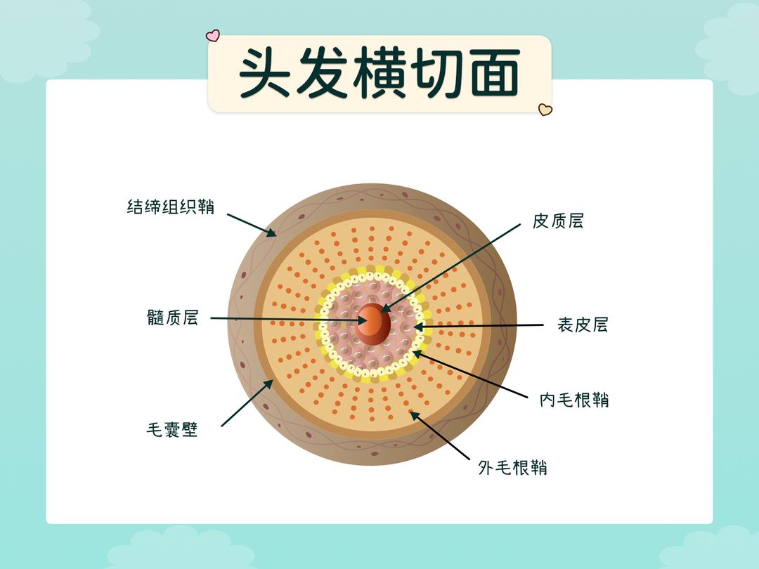 毛发的剖面